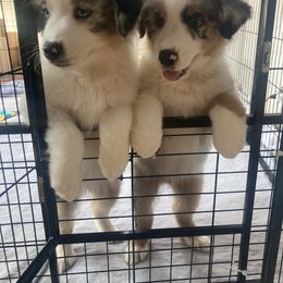 Australian Shepherd Puppies from Mountain Ridge Aussies