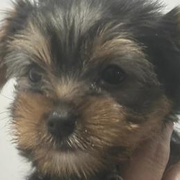 Yorkshire Terriers from Corbin’s Yorkies