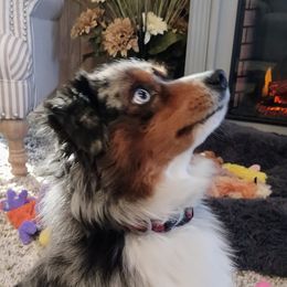 Baker - Miniature Australian Shepherd
