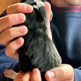Male 4 - Black brown and white male Basset Hound puppy in Lindley, New York from Hill Top Basset Hounds & Cane Corso