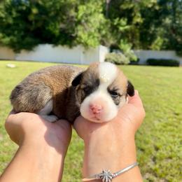 Sugar - Red and white female American Corgi puppy in Florida from Sunrise Corgis