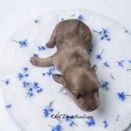 Roger - Cream male Dachshund puppy in Oklahoma City, Oklahoma from OkieDoxieland Dachshunds