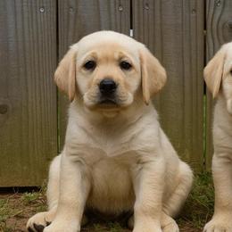 Dolly - Yellow female Labrador Retriever puppy in Maynardville, Tennessee from Three Bears Labradors