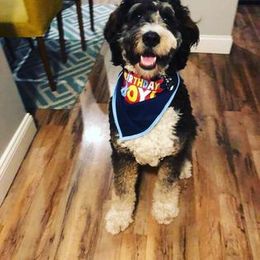 Bernedoodle Puppies from Natchez Trace Doodles