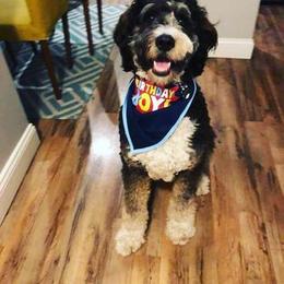 Bernedoodle Puppies from Natchez Trace Doodles
