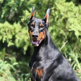Ariana - Doberman Pinscher