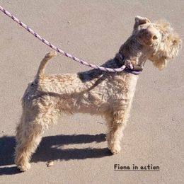 Lakeland Terrier All Grown Up from Paisley Lakelands