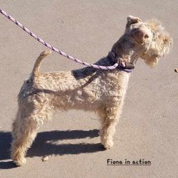 Lakeland Terrier All Grown Up from Paisley Lakelands
