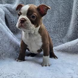 M1 - Red male Boston Terrier puppy in Newton Grove, North Carolina from Sassifras Boston Terriers
