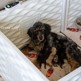 Schnoodle puppies from Grand Lake Poodles & Doodles