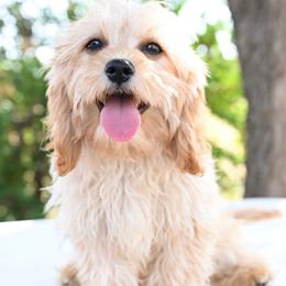 Finn - Apricot male Cavapoo puppy in Lawton, Oklahoma from Lindsey’s Cavies