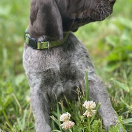 German Shorthaired Pointer and Poodle Puppies from Pilgrims Trails Pointers and Poodles