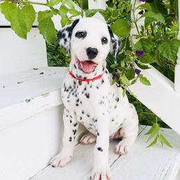 Dalmatian Puppies from Smart Dalmatians