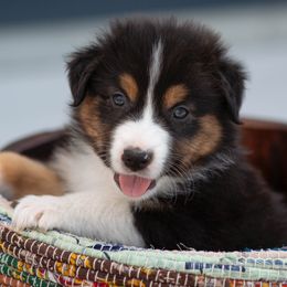 Australian Shepherd Puppies from Hilltop Aussies
