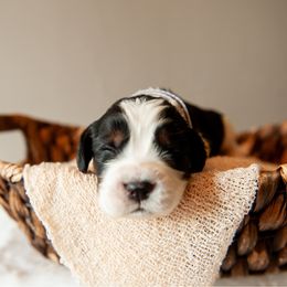 Boy 6 - Black white and tan male English Springer Spaniel puppy in Mooresville, North Carolina from Third Creek Springers