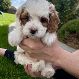 Cavapoo Puppies from Ellas.Pups