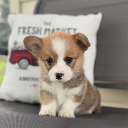 Bean - Red male Pembroke Welsh Corgi puppy in Rose, Nebraska from Clearsky Corgis