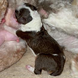Carmela - Brown and white female Bernedoodle puppy in Los Angeles, California from Bernied00dle Love