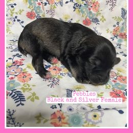 Pebbles - Silver female Schnoodle puppy in Lathrop, Missouri from RR Schnoodles