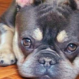 French Bulldogs from Bedstuy Frenchies