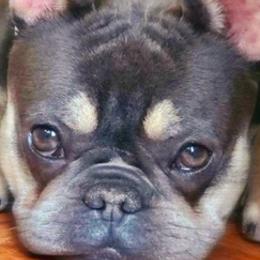 French Bulldogs from Bedstuy Frenchies
