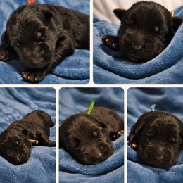 Yellow collar - Black male German Shepherd puppy in Central Florida, Florida from Kaleidoscope German Shepherds