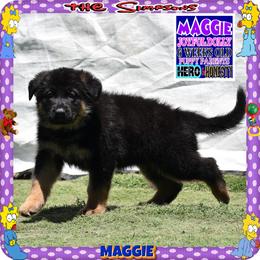 MAGGIE PURE SWEETNESS - Black and red female German Shepherd puppy in Murrieta, California from Diamond Oaks German Shepherds