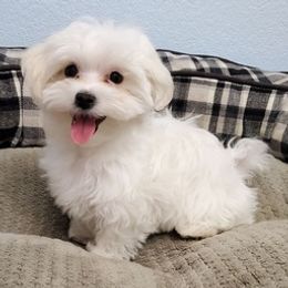 Maltese and Shiba Inu from LAS VEGAS PUPPY