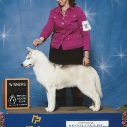 Silver - Siberian Husky