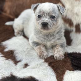 No Mask, Runt Girl - Blue speckled female Australian Cattle Dog puppy in Kalispell, Montana from BTR Australian Cattle Dogs
