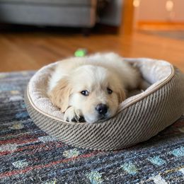 Golden Retriever Puppies from Virginia Goldens