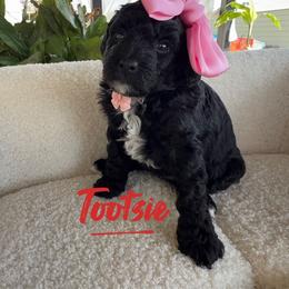 Tootsie - Black female Poodle puppy in Salem, Missouri from Meadowbrook Poodles