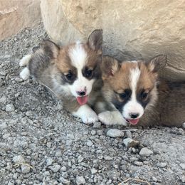 Pembroke Welsh Corgi Puppies from Nielsen's Straight Arrow Corgis