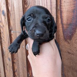 Girl 1 - Black female Dachshund puppy in Chehalis, Washington from Hill Top Dachshunds