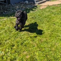 Giant Schnauzer All Grown Up from Princess Vivi Giant Schnauzer