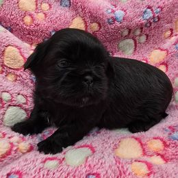 Black Girl - Black female Shih Tzu puppy in Oakville, Washington from Garrard Creek Shih Tzus