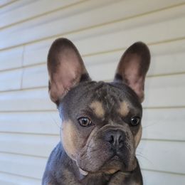 Skar - French Bulldog