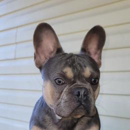 Skar - French Bulldog