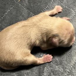 Bennie - Wheaten male Miniature Schnauzer puppy in Port Orchard, Washington from Silver Bells Miniature Schnauzers