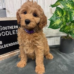 Stella's Purple Collar Girl 2350.00 - Red  female Goldendoodle puppy in Alvin, Texas from JP Southern Doodles