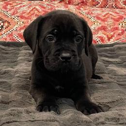Violet - Black female Cane Corso puppy in San Isidro, Texas from MTZCC Ranch, LLC