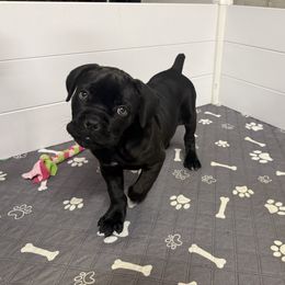 Trixie - Black female Cane Corso puppy in Branson, Missouri from Silver Summit Cane Corso