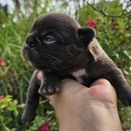 French Bulldog Puppies from St Louis Frenchies