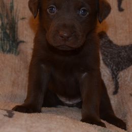 AKC OFA CAER DNA Fudgie - Chocolate female Labrador Retriever puppy in Spring Creek, Nevada from Badland Kennel