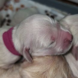 Girl 1 - Light golden female Golden Retriever puppy in Phoenix, Maryland from Tamarind Goldens