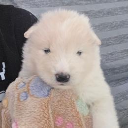 Orange girl - White and biscuit female Samoyed puppy in Elwell, Michigan from Limelight Samoyeds