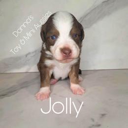 Jolly - Red tri male Toy Australian Shepherd puppy in Bethany, Oklahoma from Donna's Toy & Mini Aussies