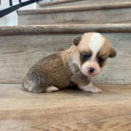 Draco - Red male Pembroke Welsh Corgi puppy in Phelan, California from Desert Sunset Pembroke Welsh Corgis