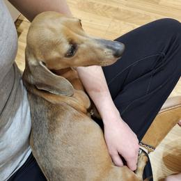 Olive - Dachshund