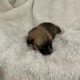 Honey - Red female Pembroke Welsh Corgi puppy in Morgantown, Pennsylvania from GoldStar Corgis (License Number 18519)